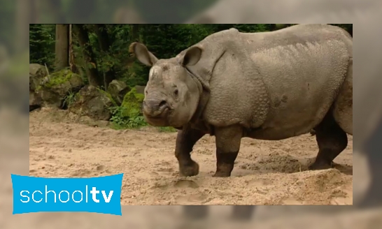 Hoe goed ruikt een neushoorn?