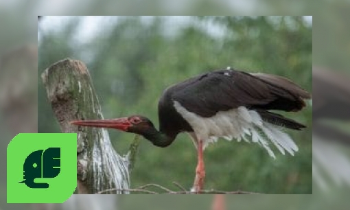 Plaatje Zwarte ooievaar