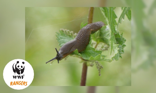 Ongewervelde dieren