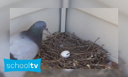 Plaatje Vogelspinnen maken net als vogels een nest - Is het snugger of kletspraat?