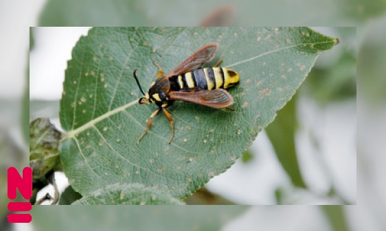 Plaatje Mimicry bij insecten