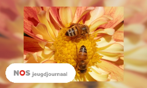 Plaatje Lucas zoekt uit hoe je bijen kunt helpen