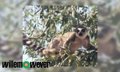 Plaatje Waarom komen Lemuren alleen op Madagaskar voor?