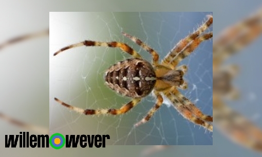 Plaatje Waarom blijft een spin niet in zijn eigen web kleven?