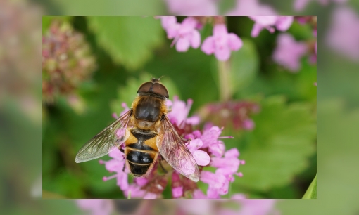 Plaatje Biodiversiteit