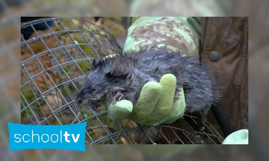 Plaatje Op jacht naar de muskusrat