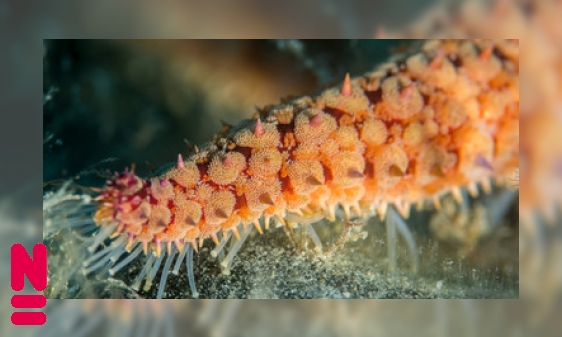 Zeesterren: hersenloos aan de wandel