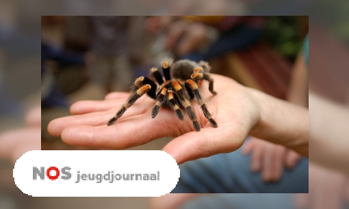 Plaatje Man vindt vogelspin in bakje druiven