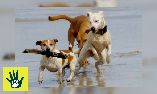 Plaatje Spreekbeurt over honden