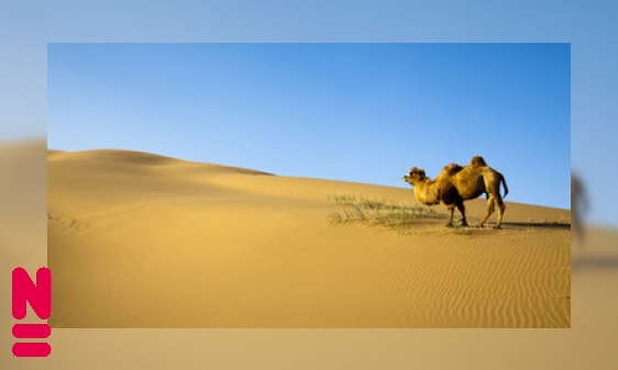 Dieren die doorzetten met weinig water