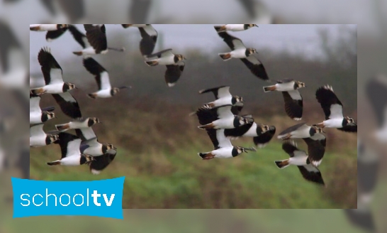 Plaatje Vogelbeheer in de Oostvaardersplassen