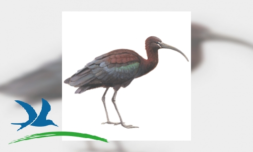 Zwarte ibis