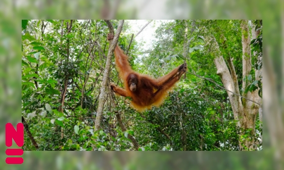 Plaatje De orang-oetan: een roodharige bosbewoner