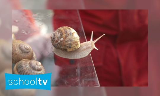 Plaatje Waarom hebben slakken een huisje?