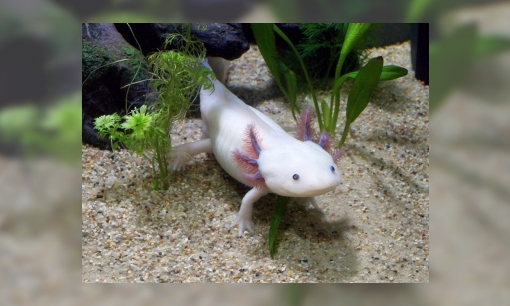 Plaatje Jeugdbieb challenge: weetjes axolotl