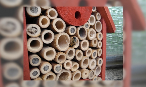 Plaatje Zo bouw je een insectenhotel