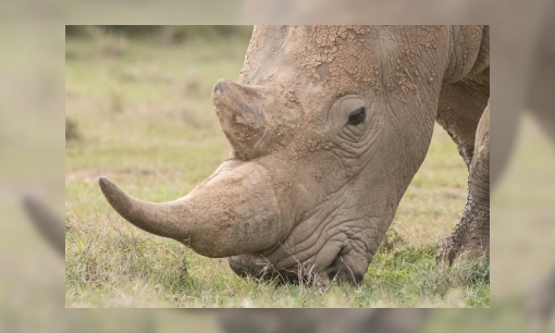 Wereld Neushoorn dag