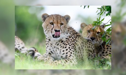 Internationale Dag van de Cheeta