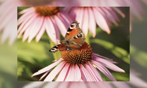 Tuinvlindertellingtel alle vlinders in je tuin