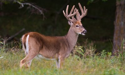 Plaatje Weetjes over dieren