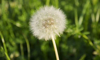 Plaatje Weetjes over de natuur