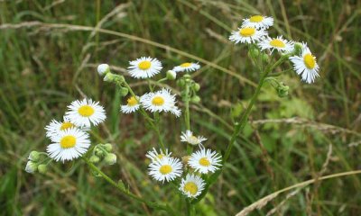 Plaatje Bloemen en planten