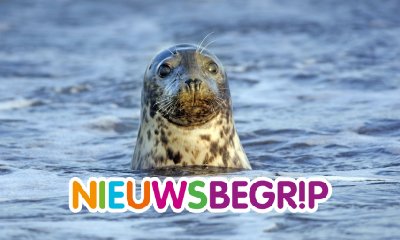 Plaatje Hoe gaat het met de zeehond in de Waddenzee?