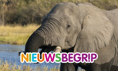 Plaatje Hoe gaat het met de Afrikaanse olifant?
