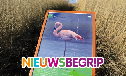 Bezoekers hinderen flamingo