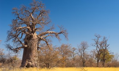 Plaatje Landen in Afrika