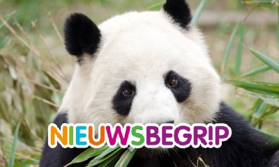 Plaatje Chinese panda