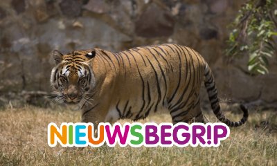 Plaatje Twee keer zoveel wilde tijgers in Nepal