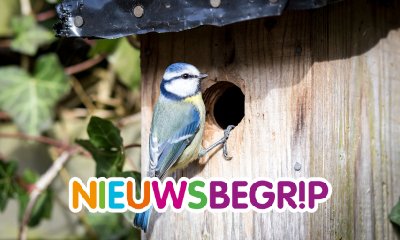 Plaatje Vogels kijken via webcams