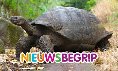 Plaatje Reuzenschildpadden redden hun eigen soort