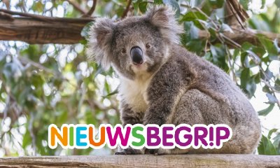 Plaatje Koala nu officieel bedreigde diersoort
